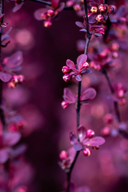 istock Berberys Thunberga - Berberis thunbergii 1265062696