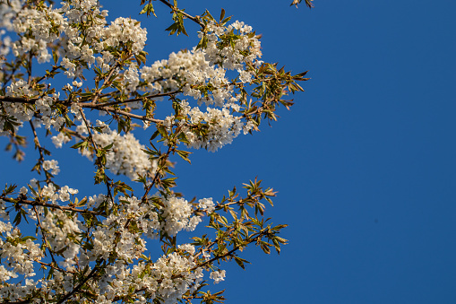 Branches of a blooming cherry against the background of the sky