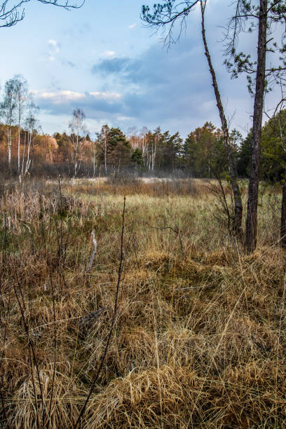 istock Broduszurki Nature Reserve 1265063582