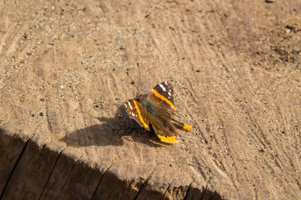 Red Admiral (Vanessa atalanta) butterfly at rest on a tree stump.