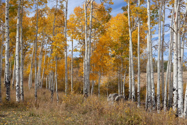 istock Autumn Landscape 1265063928