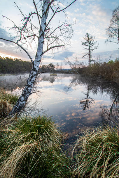 istock Broduszurki Nature Reserve 1265064058