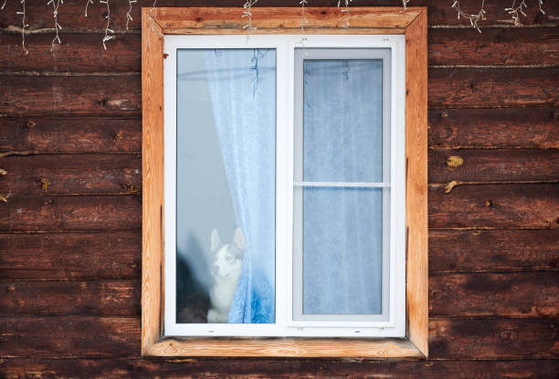 istock Husky dog in house window 1265064860