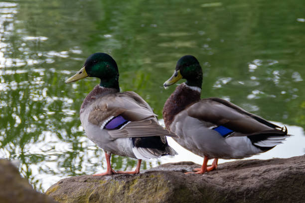 istock Two male Mallard ducks turn their heads to one side 1265065071
