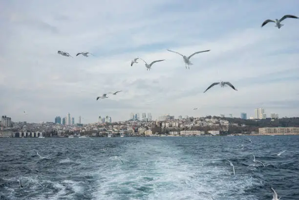 Istanbul scape from ferryboat and seagulls are flying
