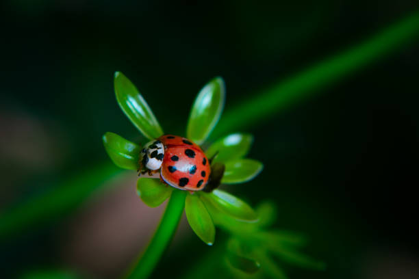 istock Close up of a red ladybug on a green plant 1265067509