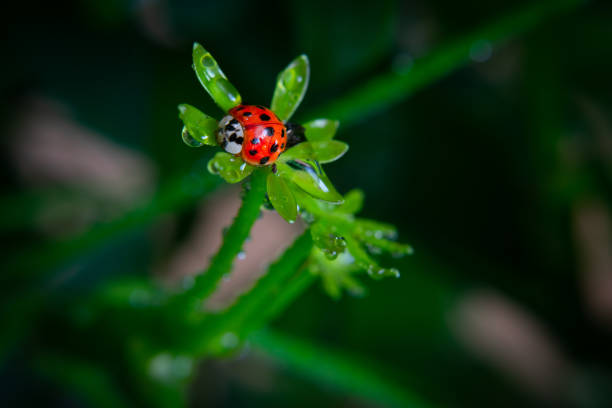 primo posto di una coccinella rossa su una pianta verde con gocce d'acqua - ladybug grass leaf close up foto e immagini stock