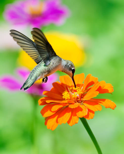 colibrì con ali spazzate via - colibrì foto e immagini stock