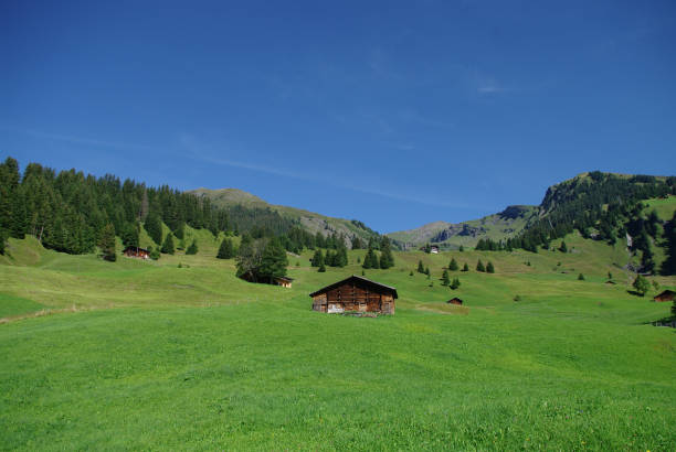 Old log stable on the alpine meadows covered in green grass and colorful flowers in Switzerland during spring