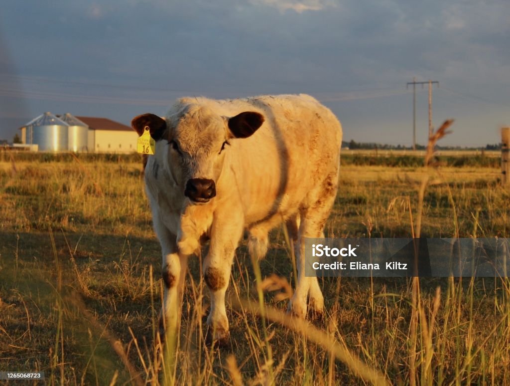 Heffer Shell White Heffer Stock Photo - Download Image Now - Animal, Calf, Cattle ...