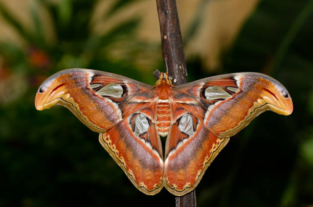 istock A butterfly sits on a branch with its wings open 1265069125