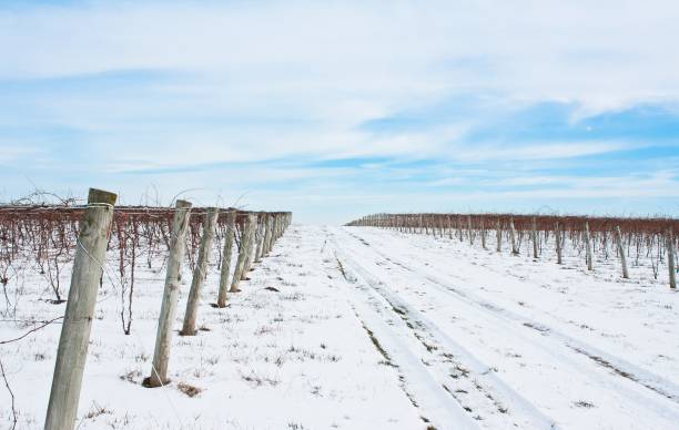 istock A long road covered with snow and fenced with beams 1265069249