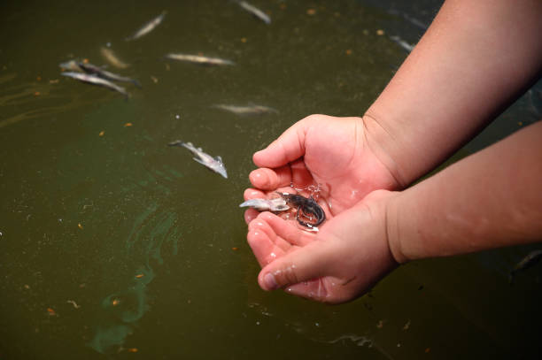 istock Sturgeon fry.Fish farm for breeding sturgeon. 1265069464