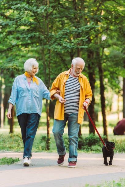 Selective focus of cheerful elderly couple walking with pug dog on leash in park Selective focus of cheerful elderly couple walking with pug dog on leash in park man walking a pug dog stock pictures, royalty-free photos & images