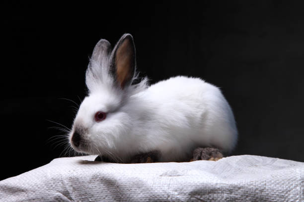 istock white rabbit with dark spots on the ears 1265072286
