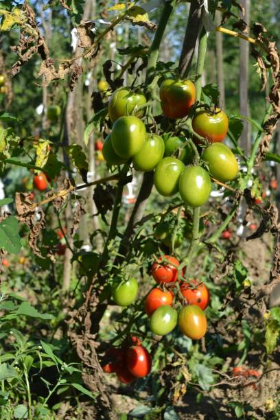 istock Organic tomatoes in a graden 1265074958