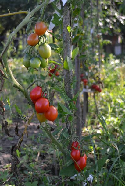istock Organic tomatoes in a graden 1265074960