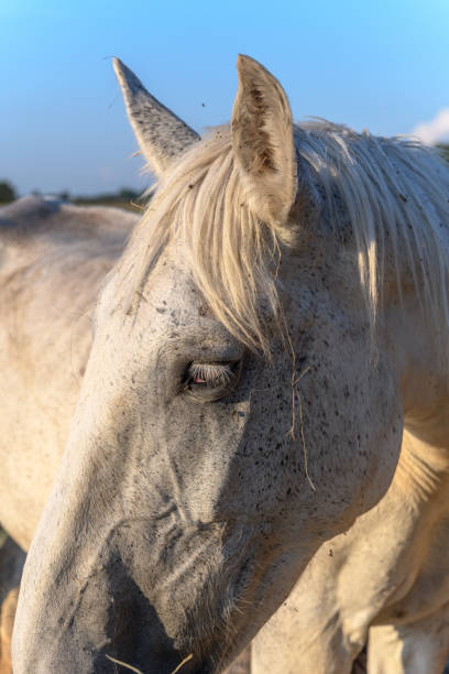 istock Draft Horse portrait in a pasture 1265075053