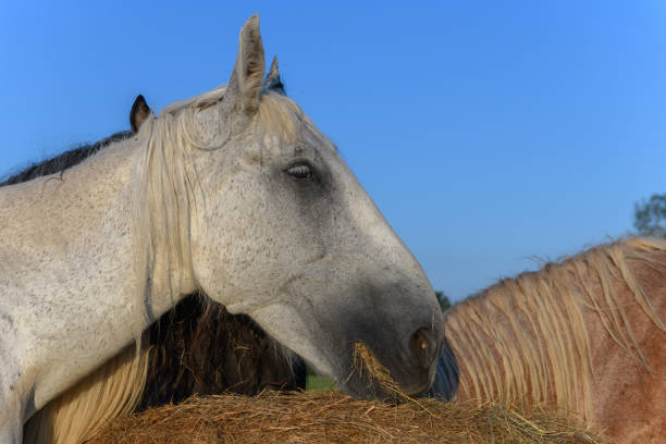 istock Draft Horse portrait in a pasture 1265075075