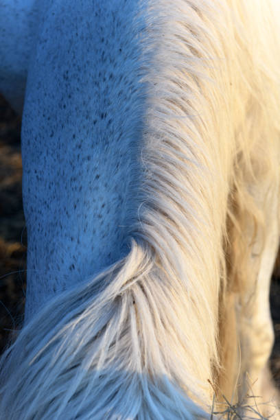 istock Draft Horse portrait in a pasture 1265075113