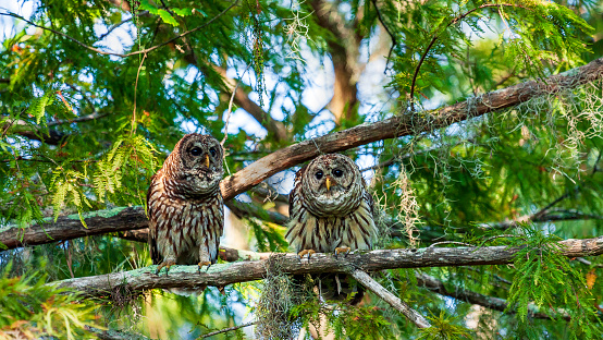 Barred Owls (Strix varia) have been a part of the natural scene for many, many thousands of years  and can be found from Maine to Florida. They have a distinctive rich baritone 