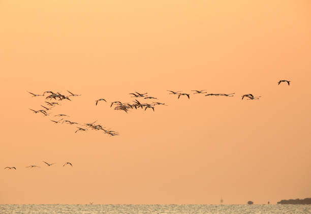 istock Flamingos are beautiful and gregarious wading birds 1265077656