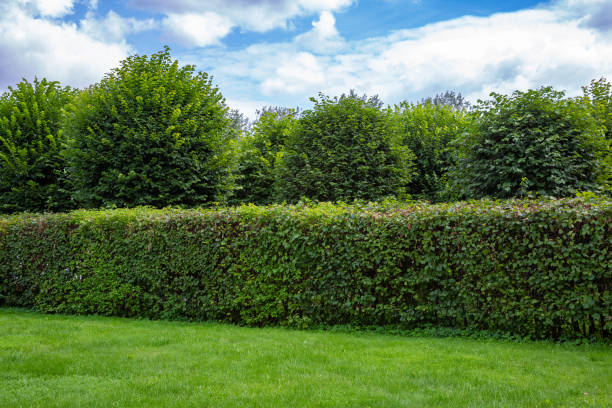 istock Green grass landscaping design in the garden 1265078008