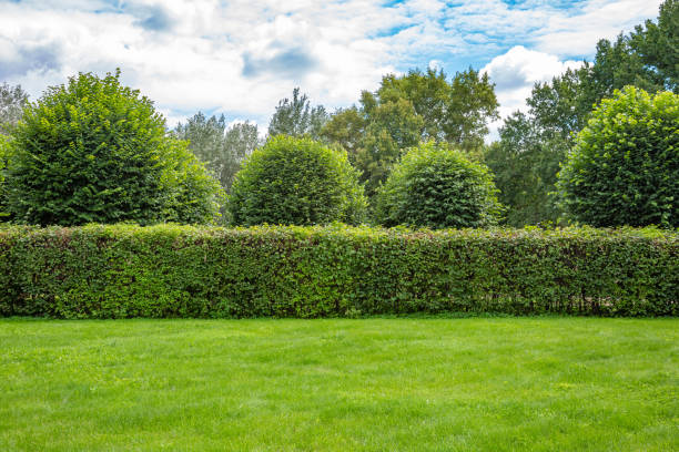 istock Green grass landscaping design in the garden 1265078026