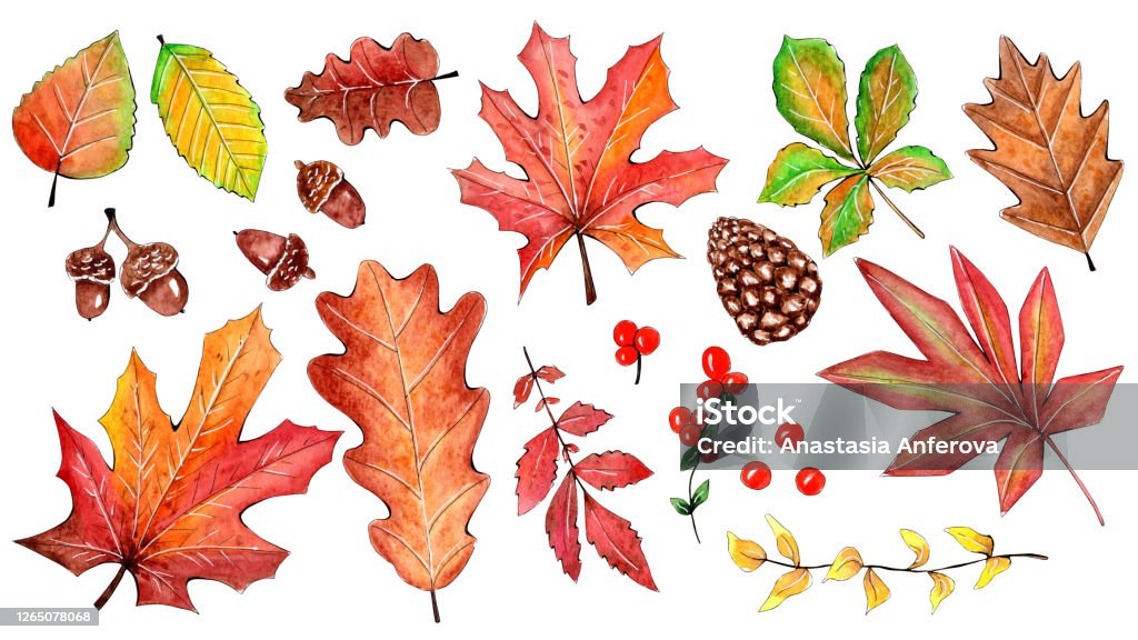손으로 그린 수채화 가을 나뭇잎 세트 가을에 대한 스톡 벡터 아트 및 기타 이미지 - 가을, 수채화, 식물학 - Istock