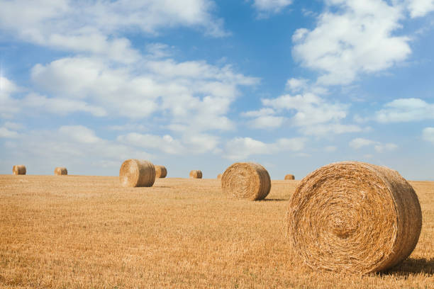 istock Bales on the field, big yellow round. 1265078899