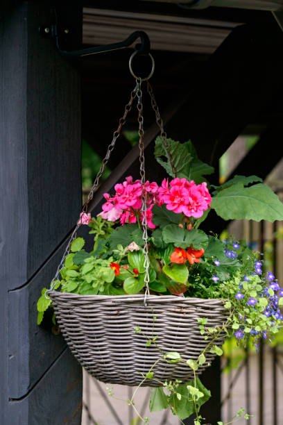 istock Hanging flower pot with pink geranium and blue lobelia. 1265079906