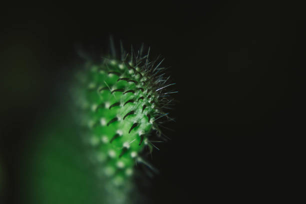cactus in macro photography on a black background
