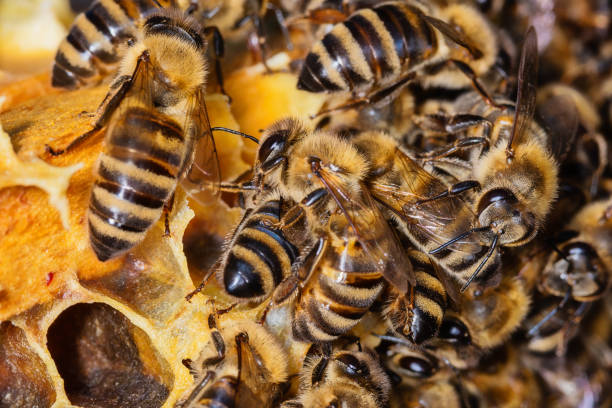 istock Bees on a honeycomb. Bees in the hive 1265080090