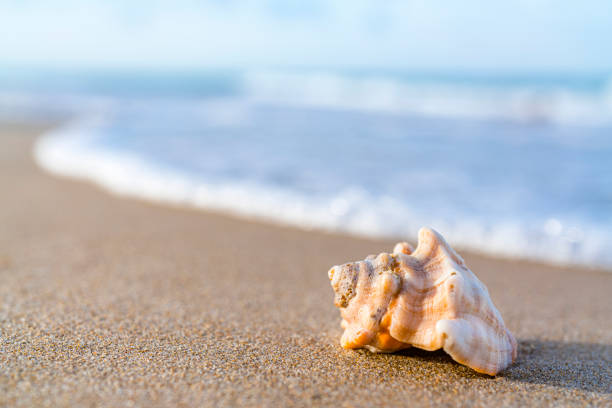 istock Close up of a conch on a beach 1265080134