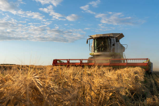 istock Combine harvester harvests ripe wheat. agriculture image 1265080681