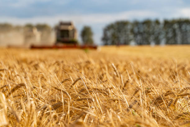 istock Combine harvester harvests ripe wheat. agriculture image 1265080989