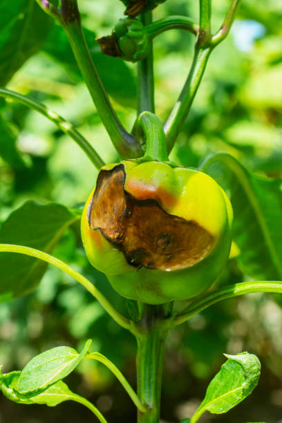 la fruta de pimienta se pudre. enfermedad causada por falta de nutrientes o falta de humedad. - colletotrichum fotografías e imágenes de stock