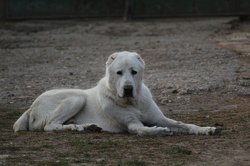 white dog big pet