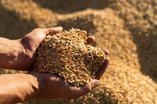 Farmer holds barley grain in his hands.