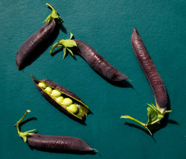 Purple pods of green peas on a dark green background. Banner. Purple pods of green peas on a dark green background. purple pea pods stock pictures, royalty-free photos & images