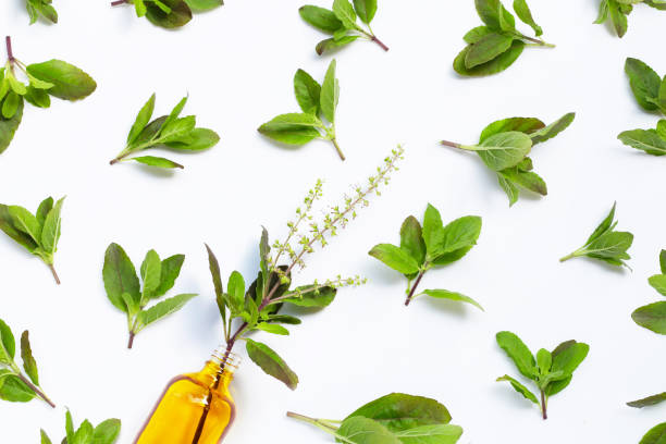 istock Fresh holy basil  leaves with essential oil bottle on white background. 1265082386