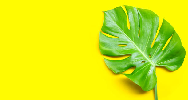 istock Monstera plant leaves on yellow background 1265082412