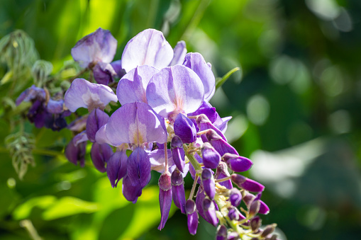 Flowering Purple Wisteria, Chinese or Japanese Wisteria in spring garden. Elegant nature concept for design. Close-up of lilac flowers.