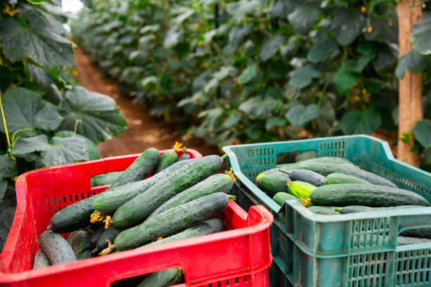 istock Freshly picked cucumbers in boxes in greenhouse 1265083425
