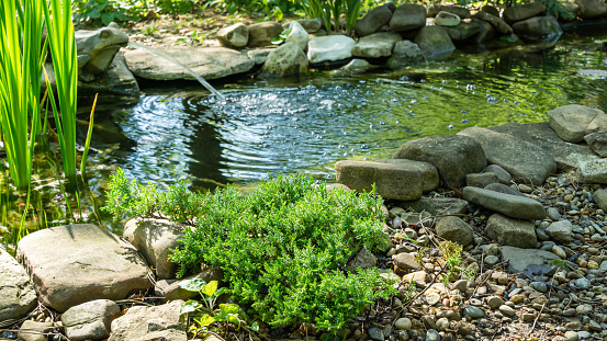 Beautiful small garden pond with frog-shaped fountain and stone shores. Original creeping Juniperus Procumbens Nana on stones by pond shore. Selective focus. Nature concept for design