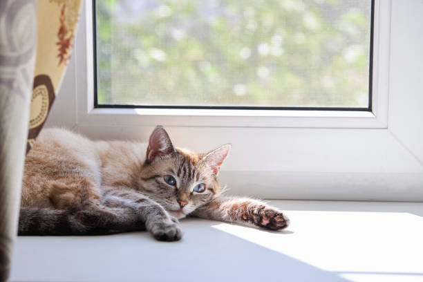 cute domestic cat resting on a window sill. sunny day.