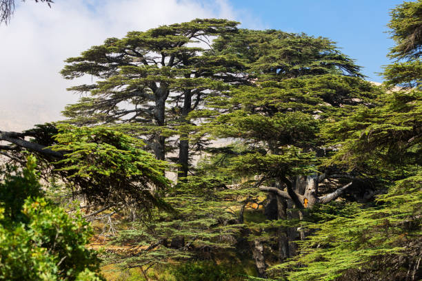istock Crowns of Lebanon cedars with blue sky on background 1265085623