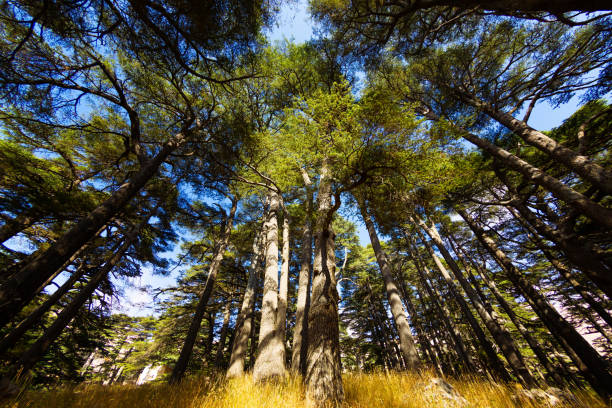 背景に青空を持つレバノン杉のボトムビュークラウン - lebanon landscape nature famous place ストックフォトと画像