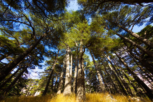 Bottom view of crowns of Lebanon cedars with blue sky. The Cedars of God grove in Kadisha Valley on Mount Lebanon. Conservation of endangered forests. Beautiful Lebanese landscape