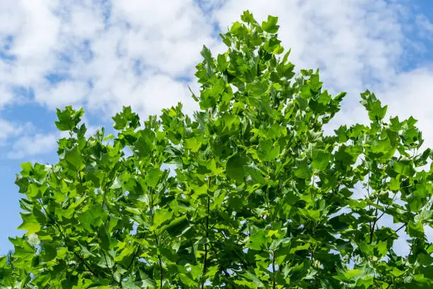 Green leaves of top Tulip tree (Liriodendron tulipifera), called Tuliptree, American or Tulip Poplar on blue sky background. Nature concept for design.  There is place for text